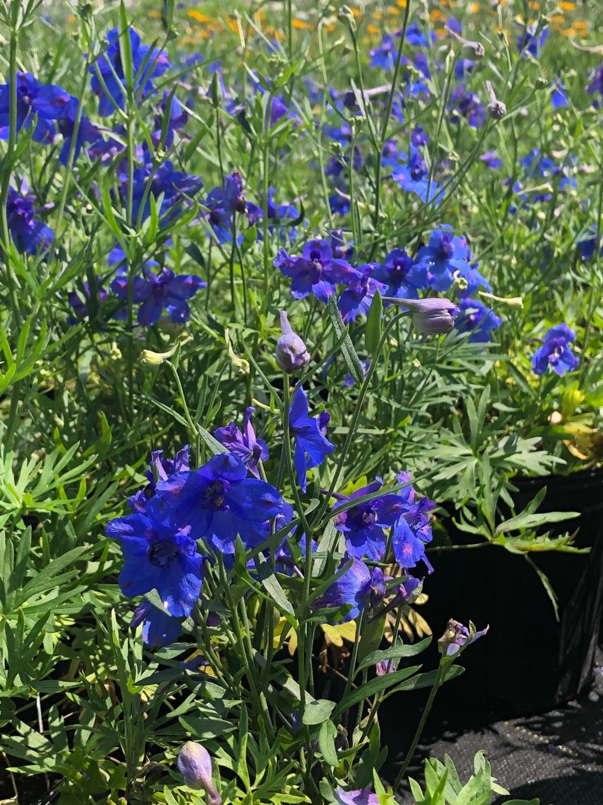 delphinium 