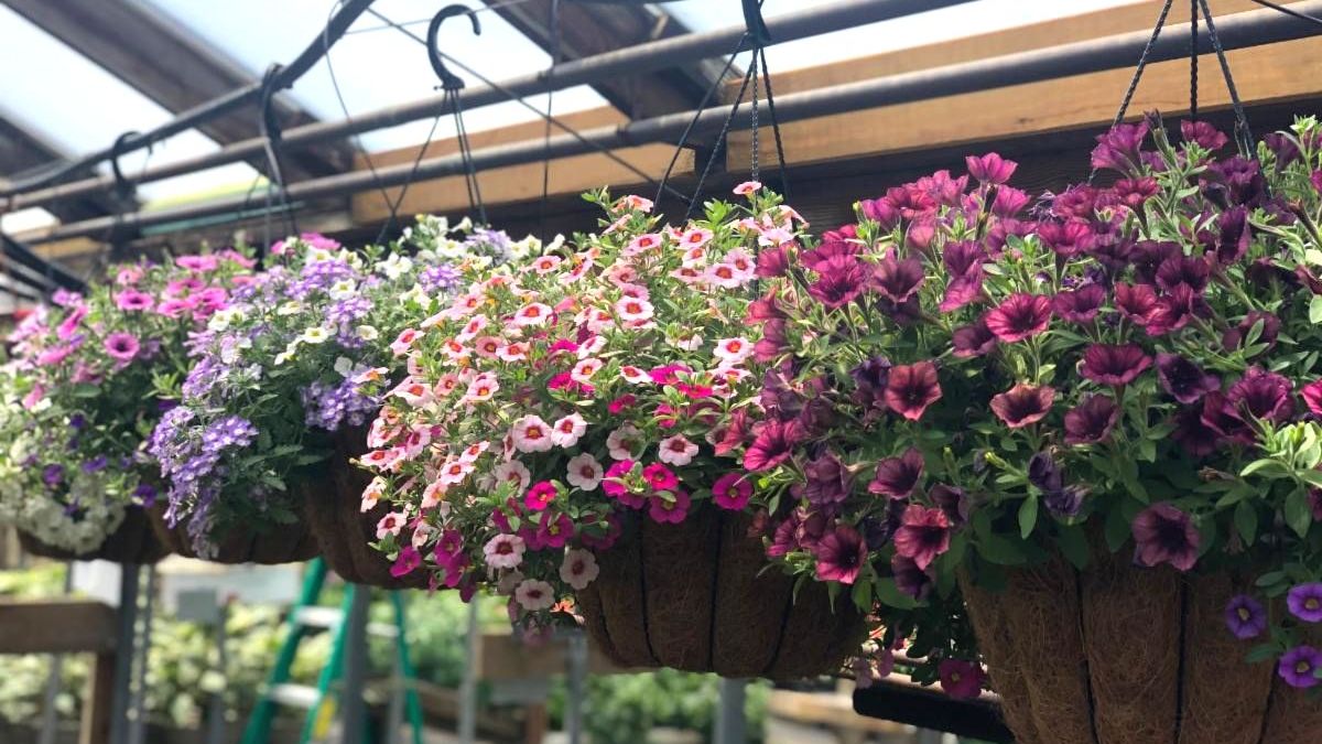 hanging baskets