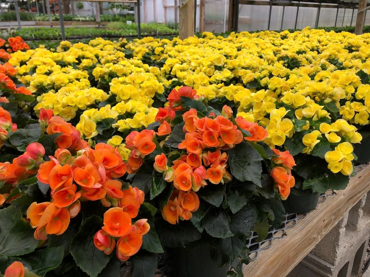 rieger begonia