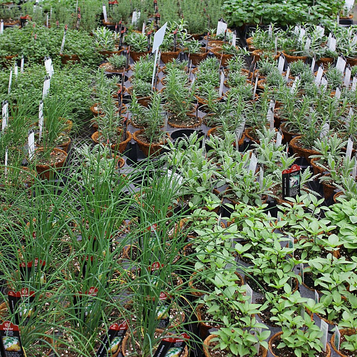 herbs