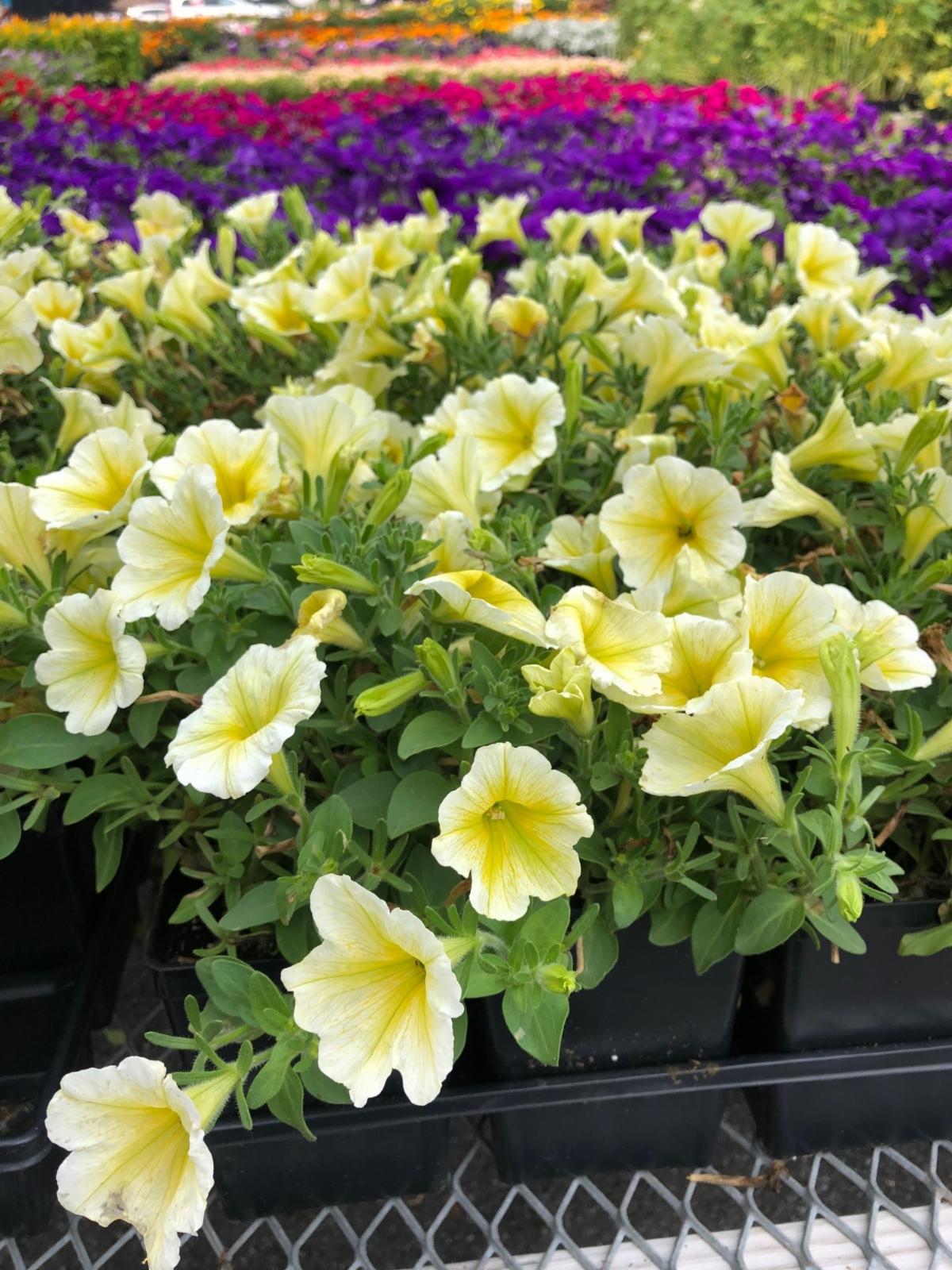 petunia