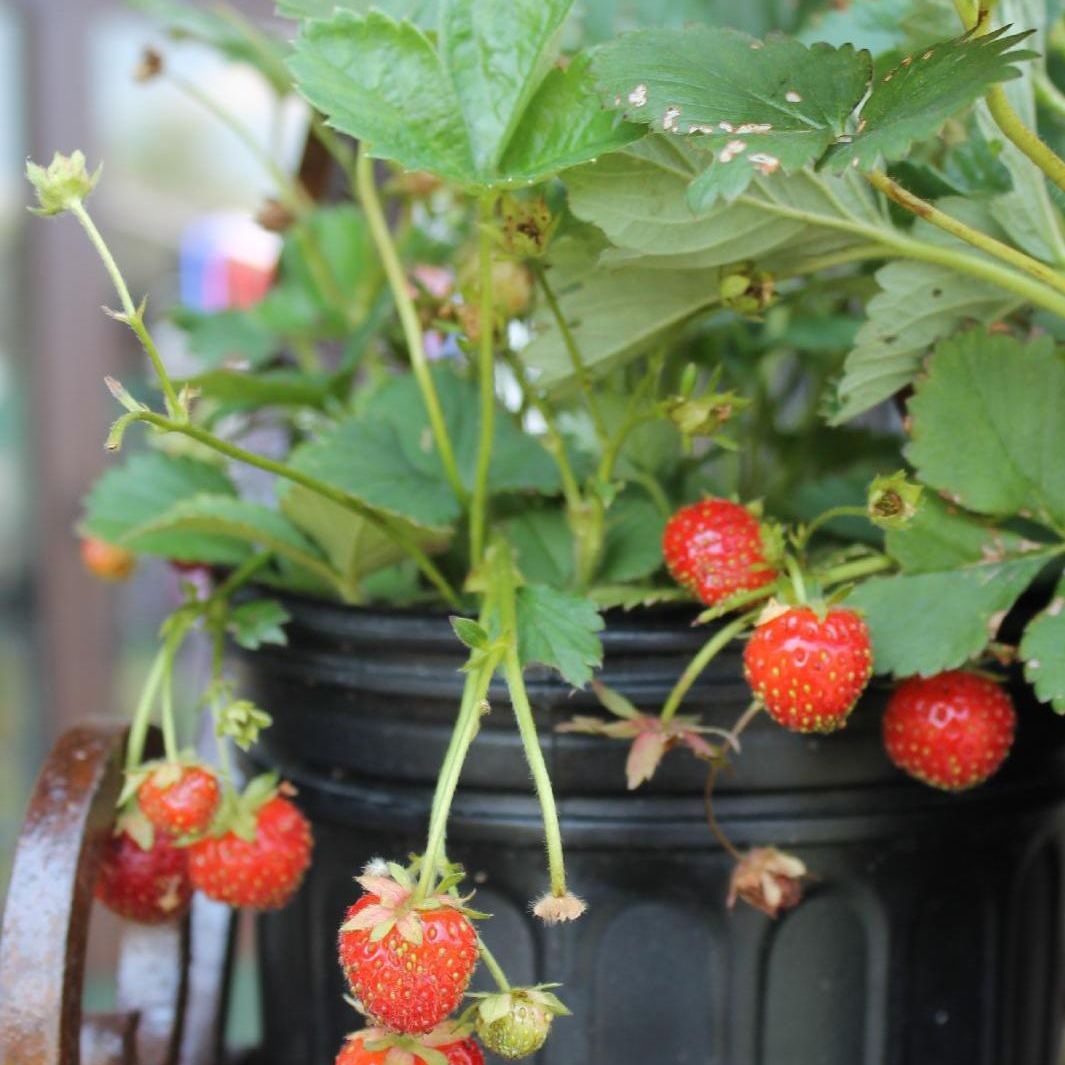 strawberry
