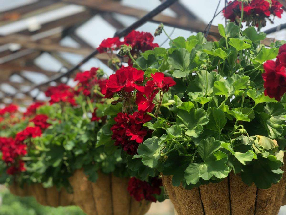 hanging baskets