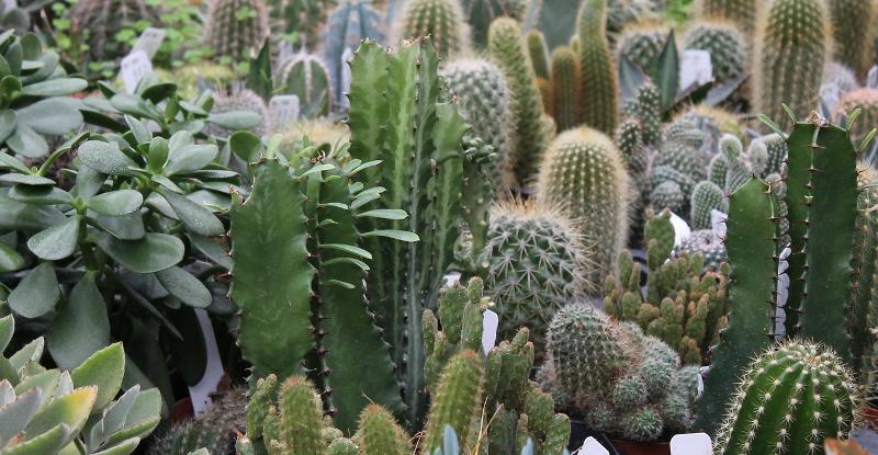 Cactus