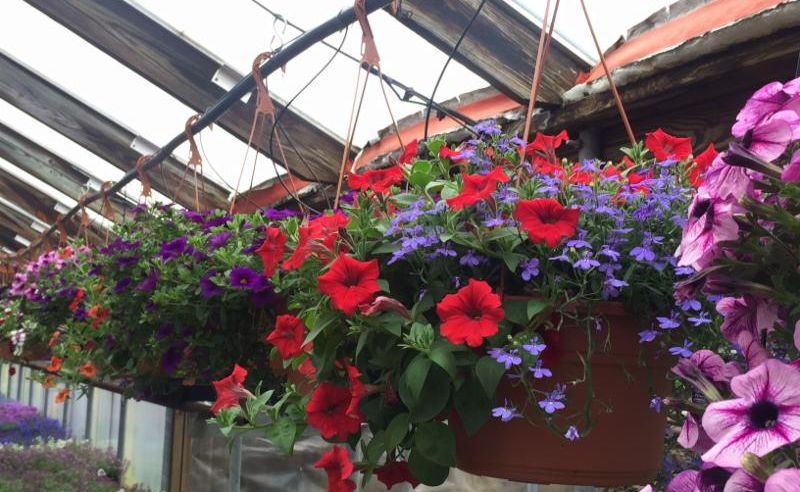 hanging basket
