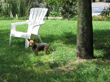 Wagging Tails Dog Park