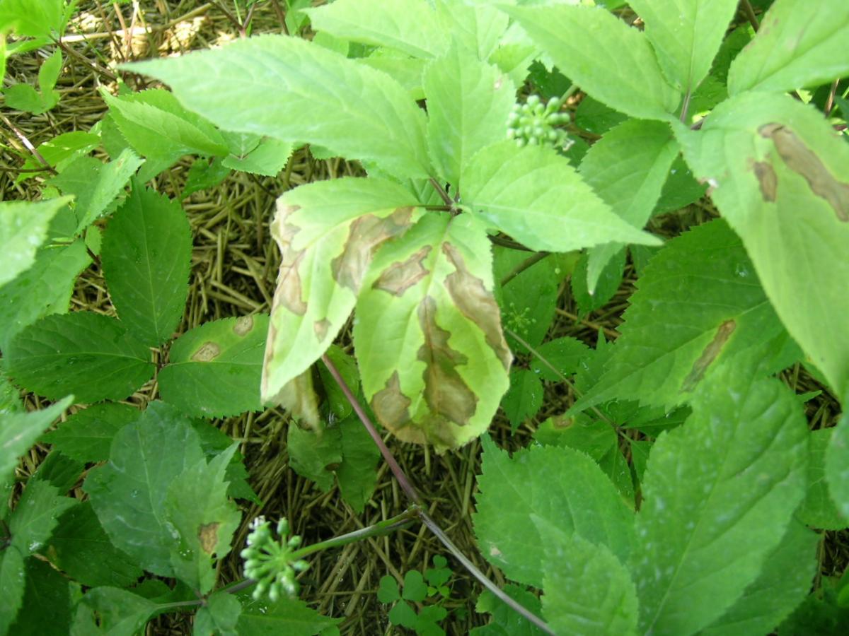 Alternaria blight on ginseng leaves. Photo credit: Hausbeck Plant Pathology Research Lab