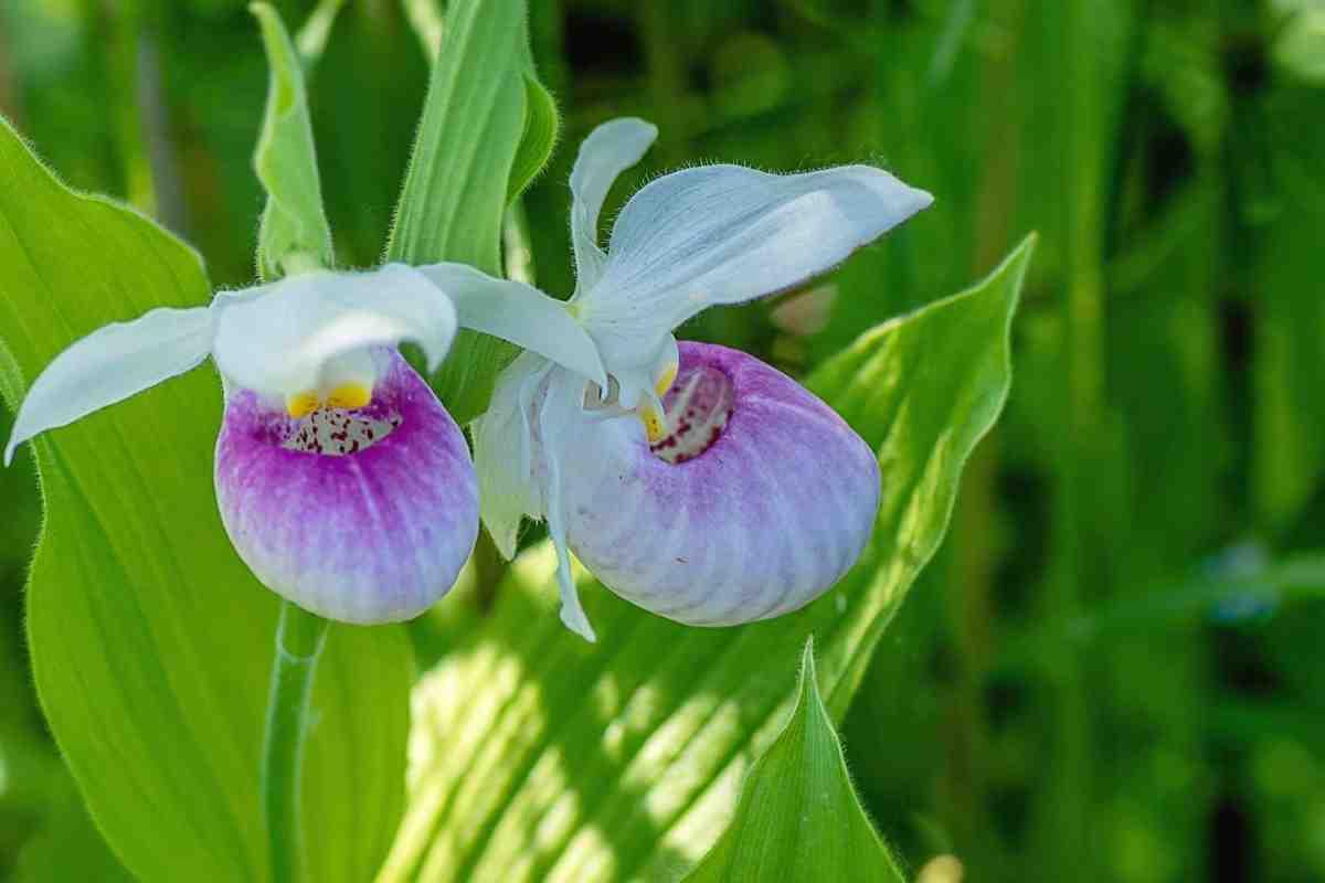 pink and white flowers with green leaves