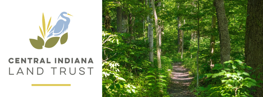 Trail through woods, green of summer