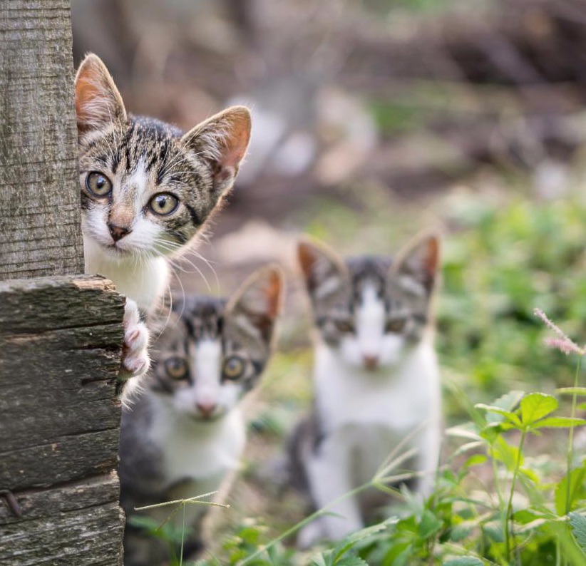 iStock-491746652.jpg