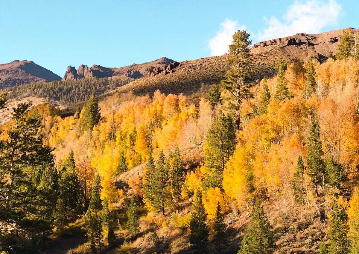 Sonora Pass Fall Foliage High Sierra