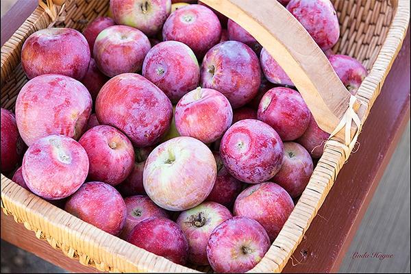 apple harvest day railtown 1897 jamestown fall festival harvest