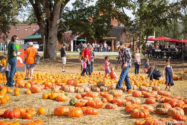 Fall Festival Pumpkin Patch Autumn 