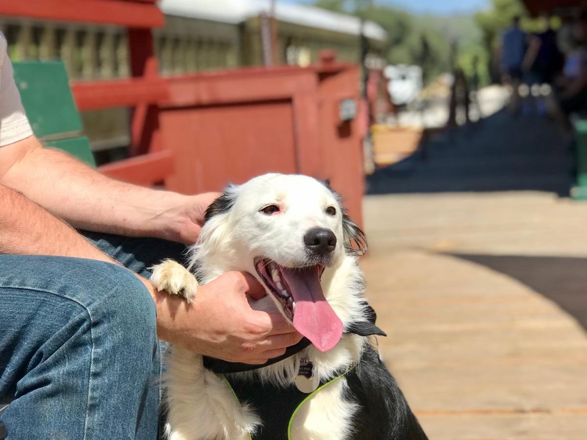 dog railtown pet jamestown train