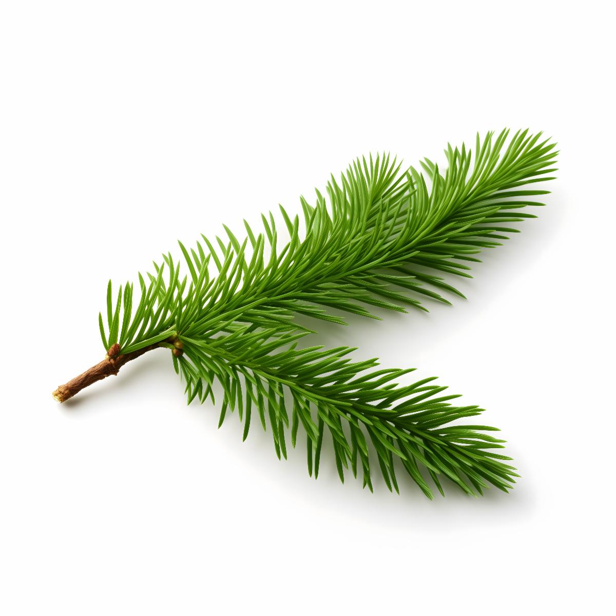 Fresh Balsam Fir