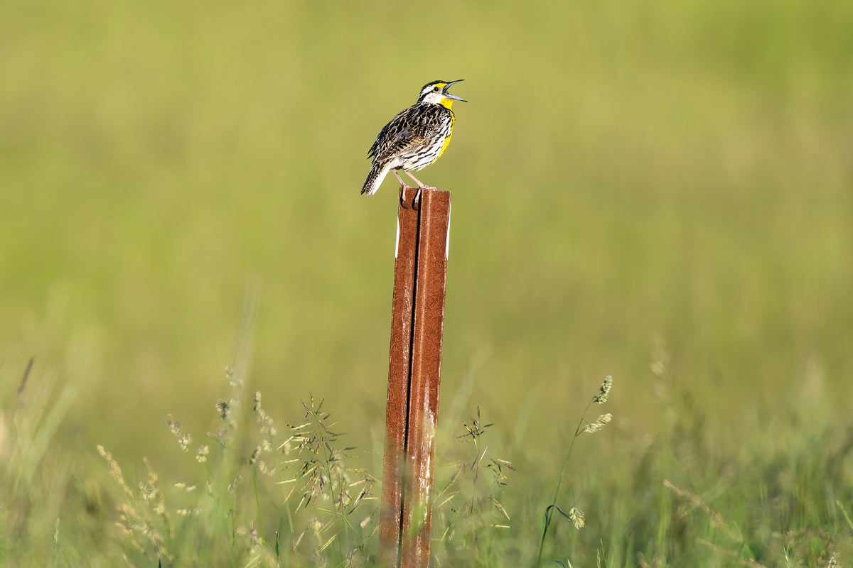 How is a Conservancy different from a park