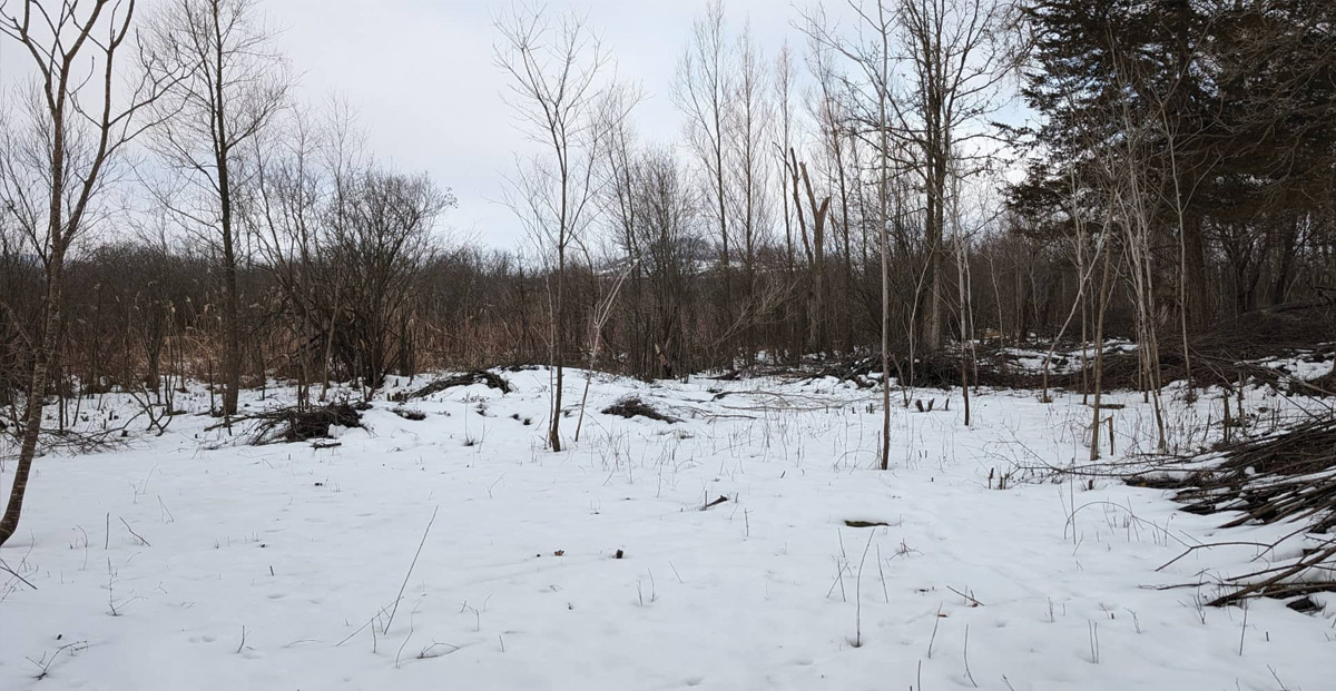 Invasive species removal continues on southeast corridor trail