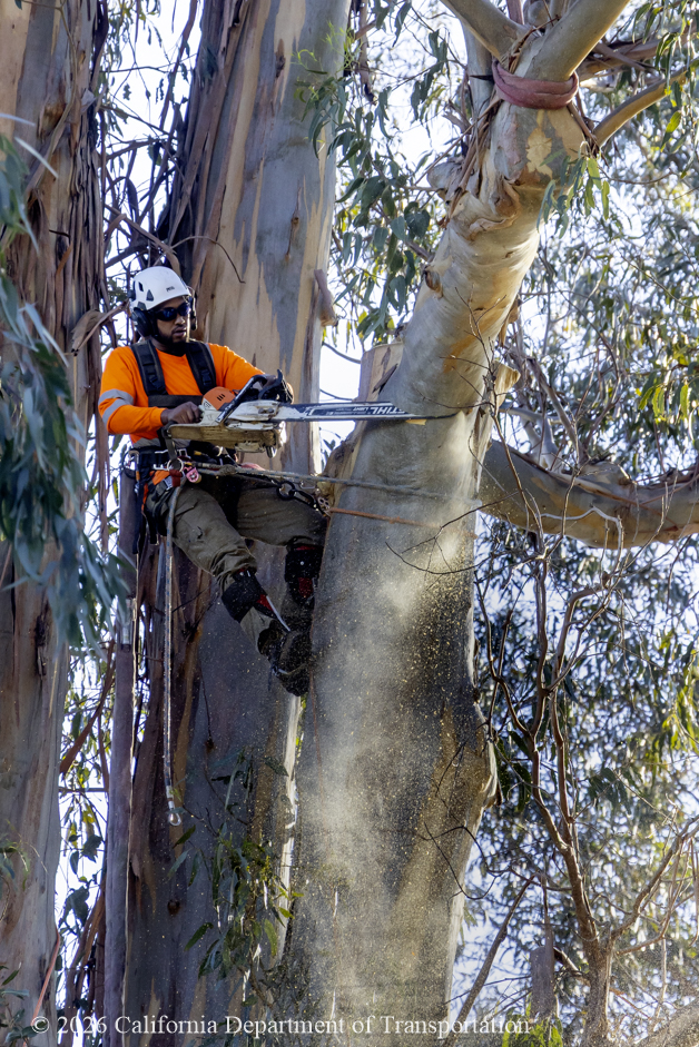 tree cutter high in tree
