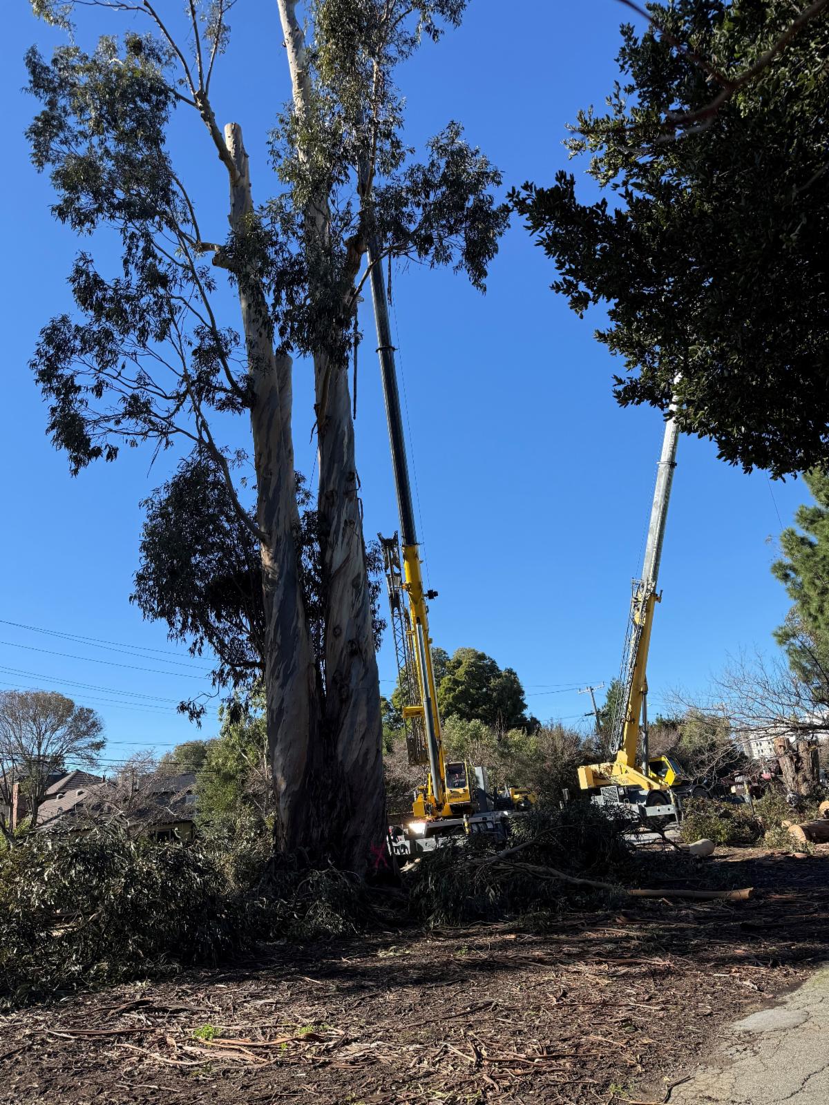 tree removal equipment