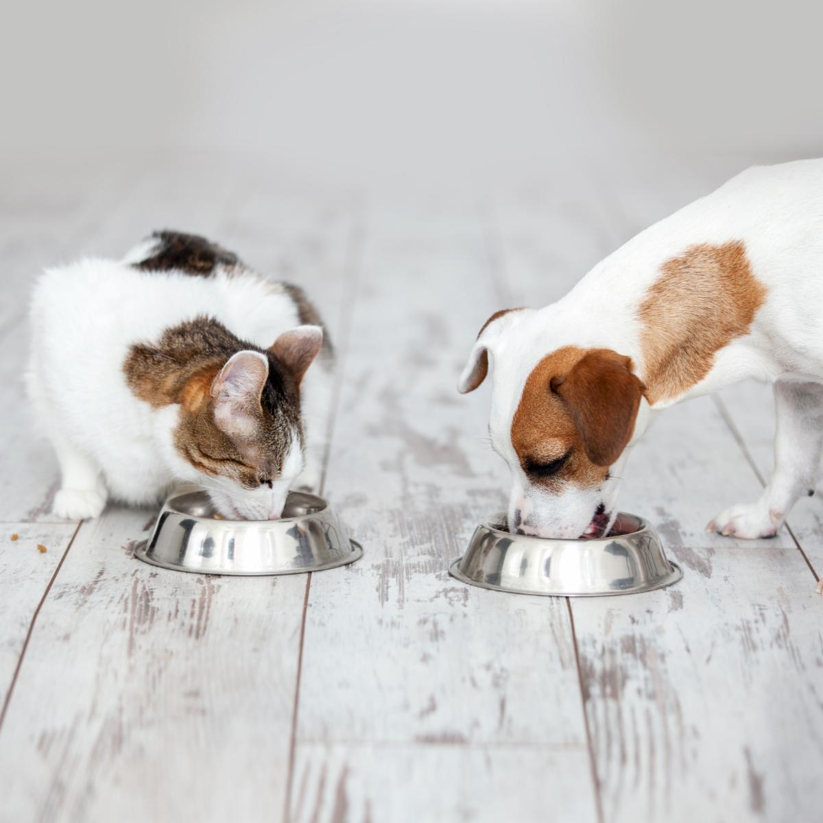 Pet eating foot. Dog and cat eats food from bowl