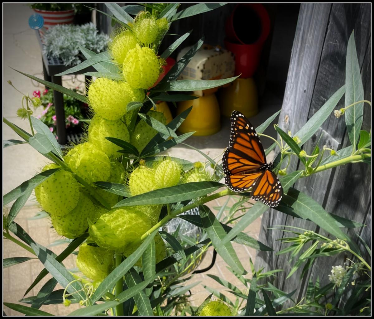 Support Butterflies in Fall!