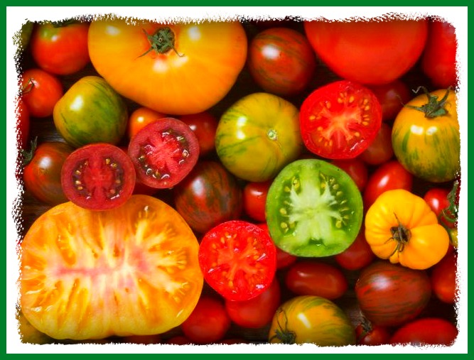 Tomato Tips for a Bumper Crop!