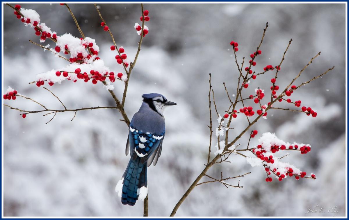 Feeding Birds in the Winter