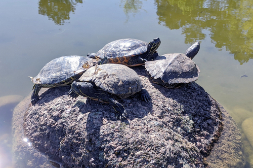 Close-up of Four Turtles Resting Together on a Rock  stone  in a Shallow Pond  water  on a Sunny Spring Day