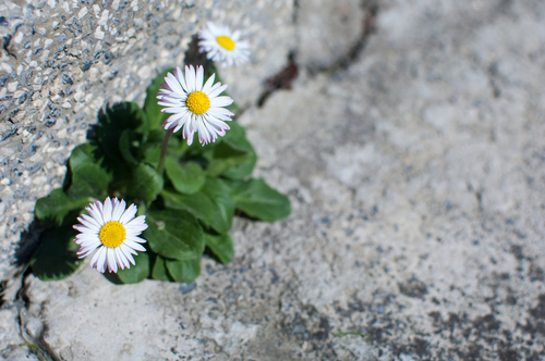 Daisies growing on a stone wall - symbol of strenght.
