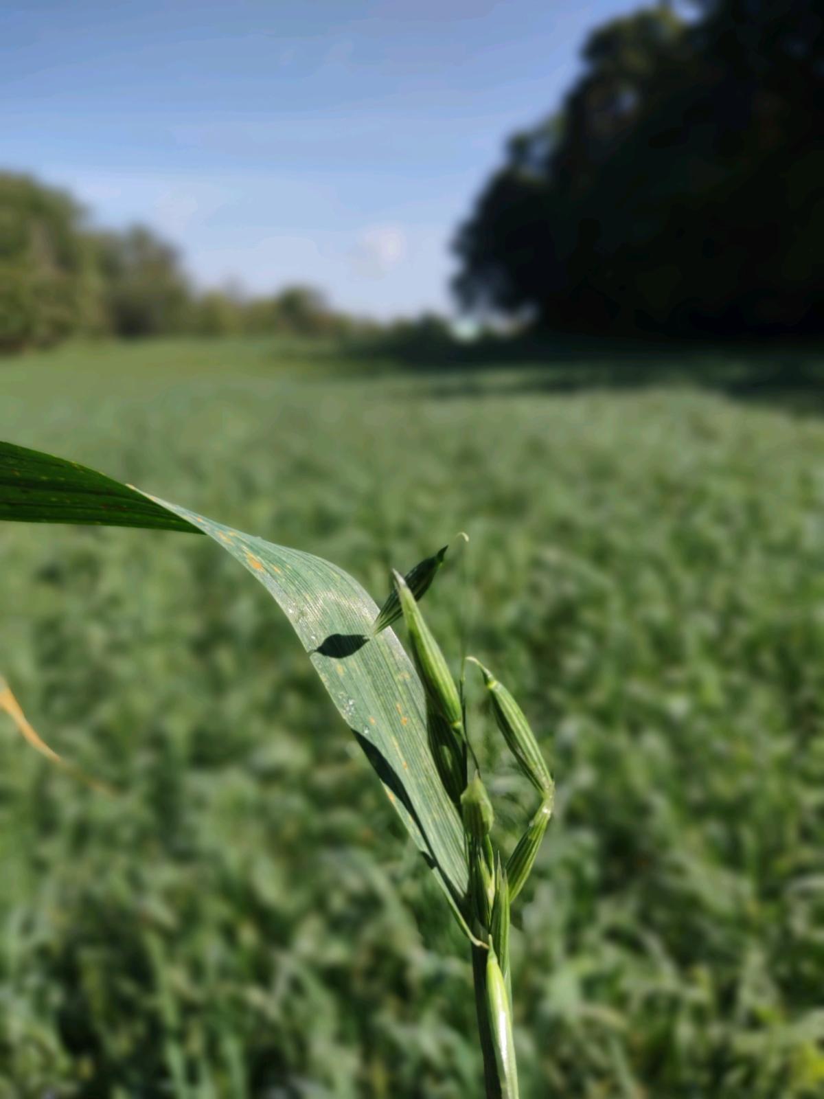 oat forage boot stage