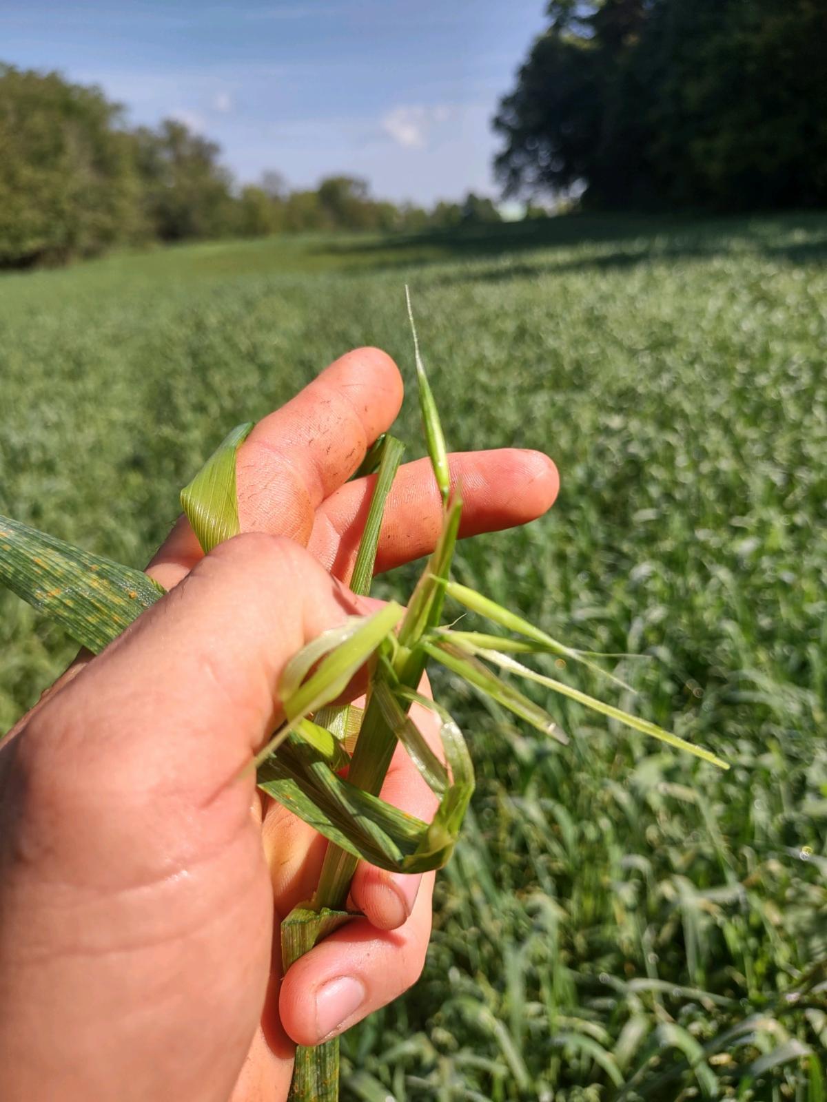 oat forage almost boot stage 