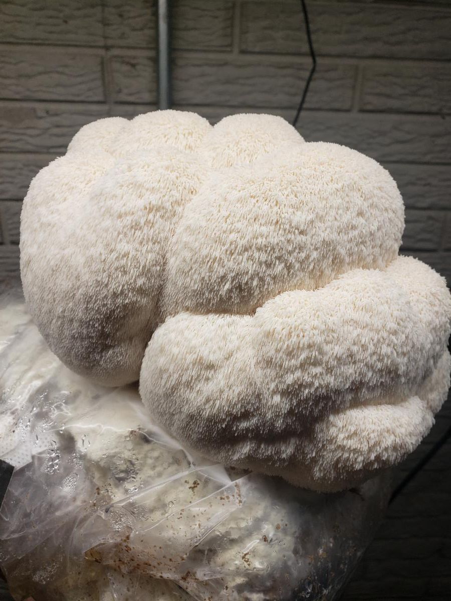 lions mane mushroom