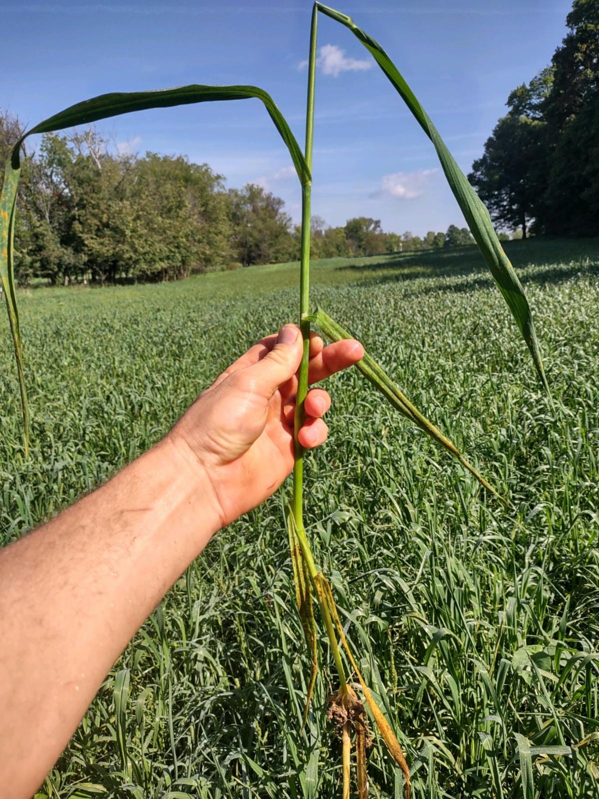 Oat forage full plant