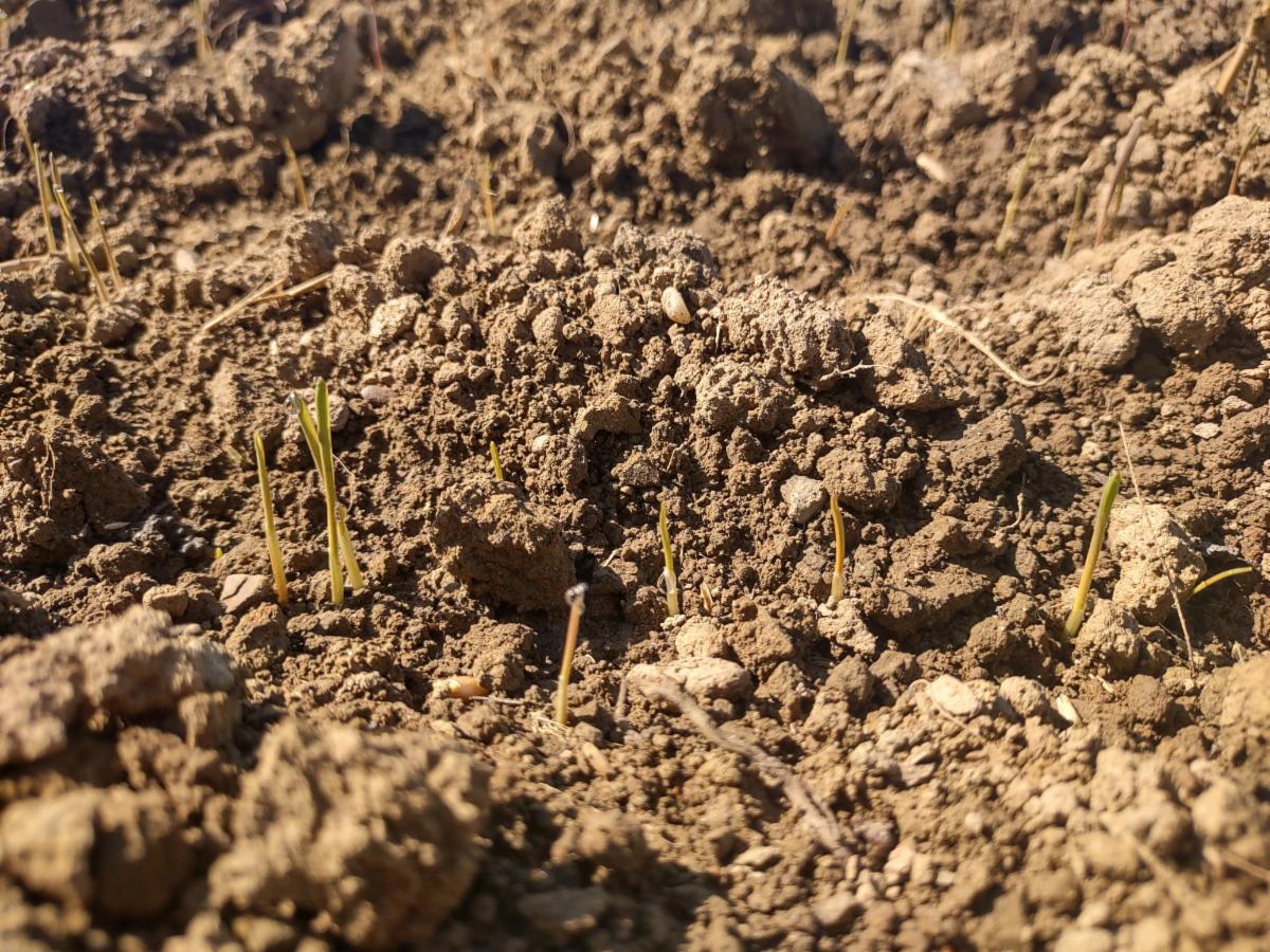 winter wheat triticale sprout