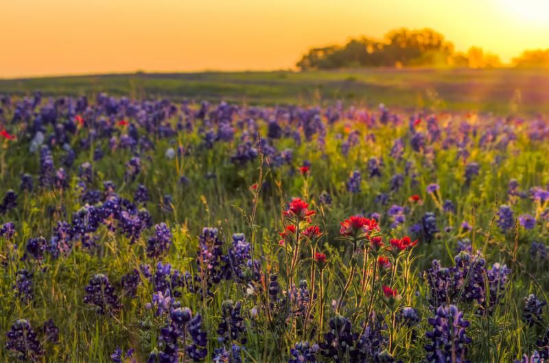 bluebonnets_sunset.jpg