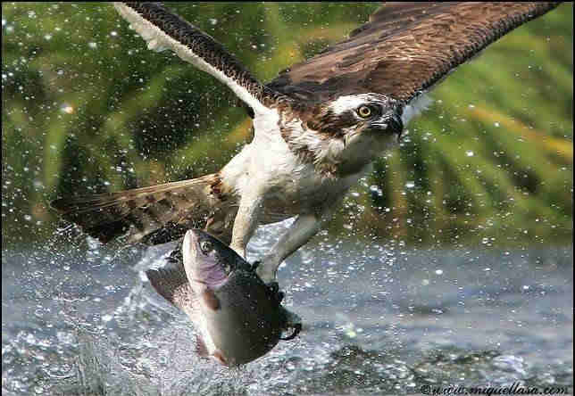 osprey&fish