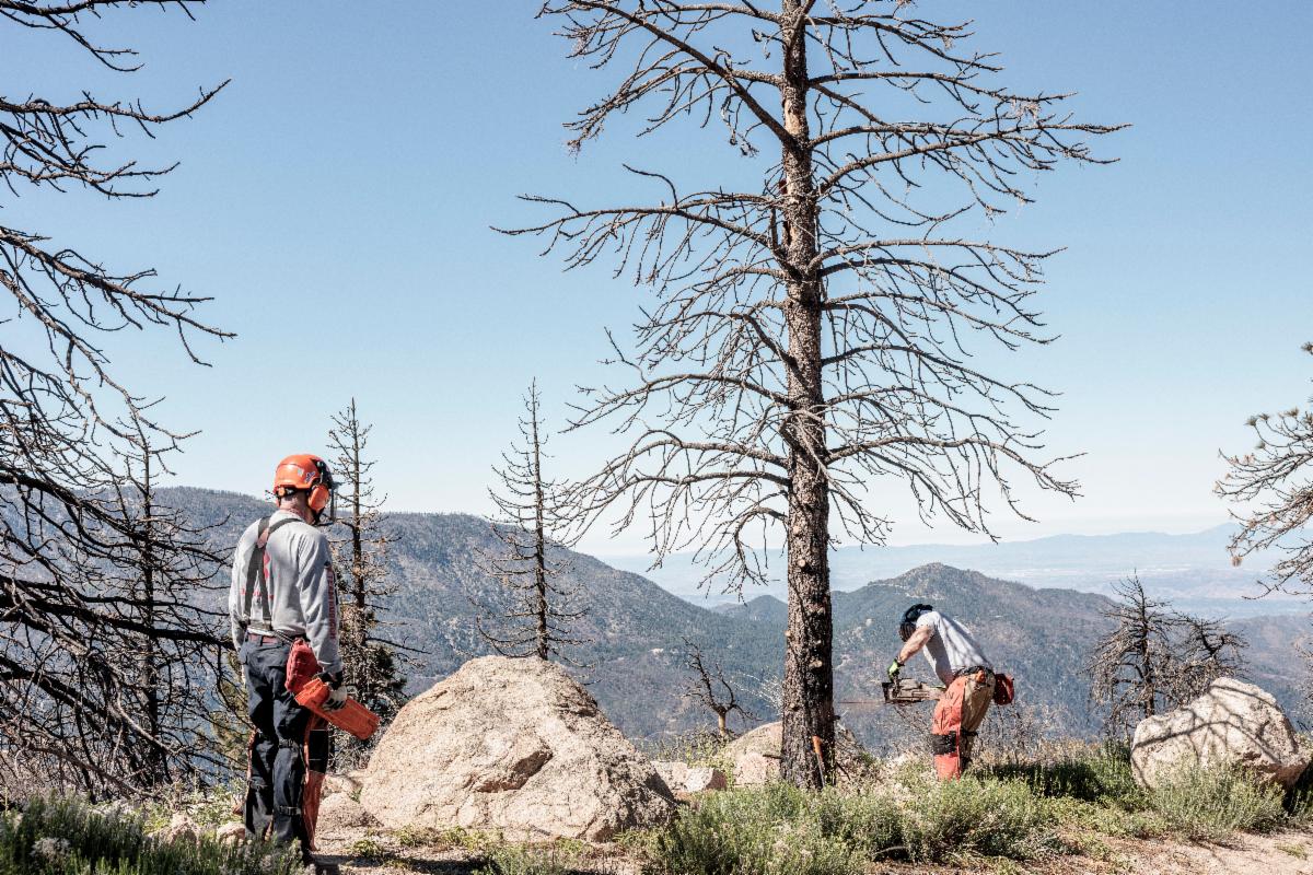 2 peoplefelling a tree with a chainsaw overlooking mountain peaks and the San Bernardino National Forest