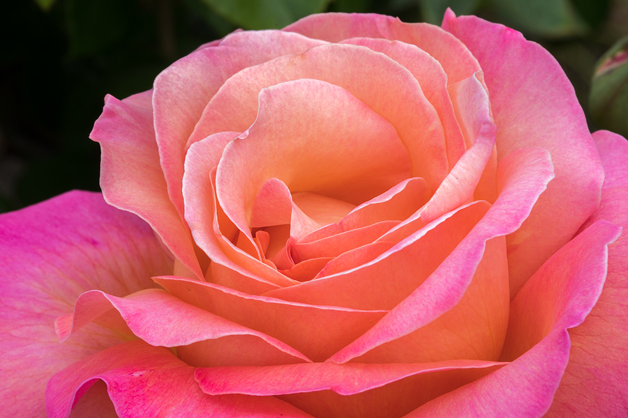 A rose