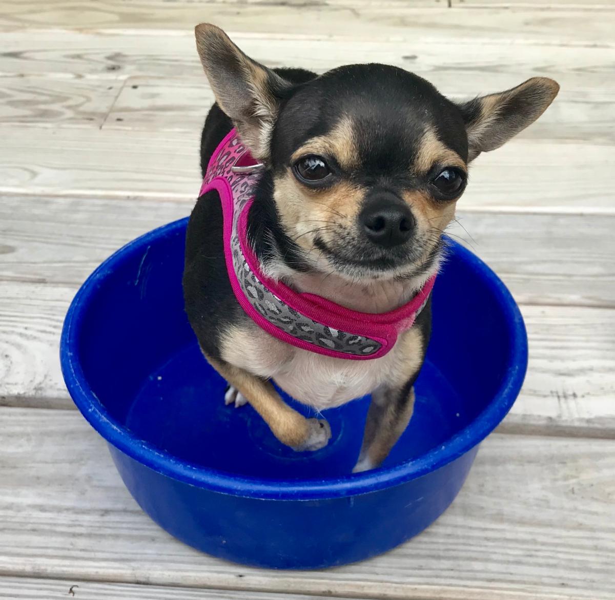 Orphans of the Week Luna & Butterscotch