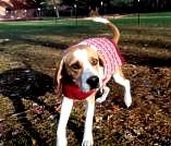 Daisy 2