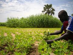 Smallholder