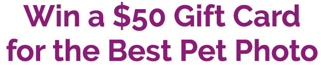 Headline Pet Contest