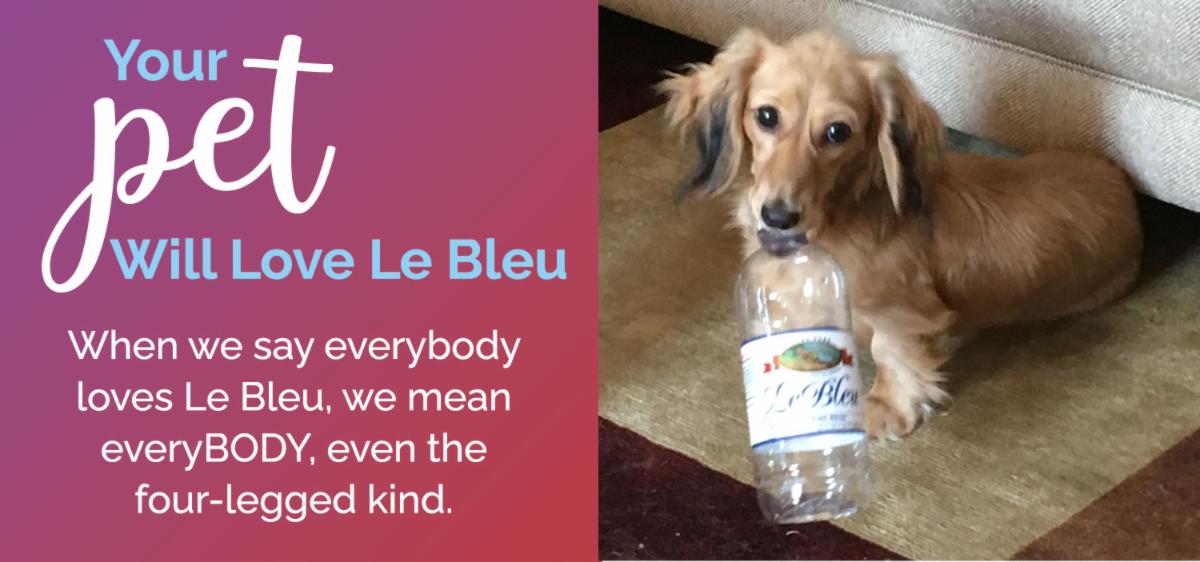 Header Pet Contest 0425