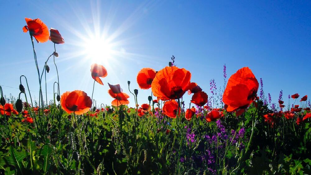 Summer Poppies