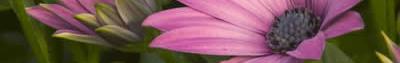 purple-water-flowers.jpg