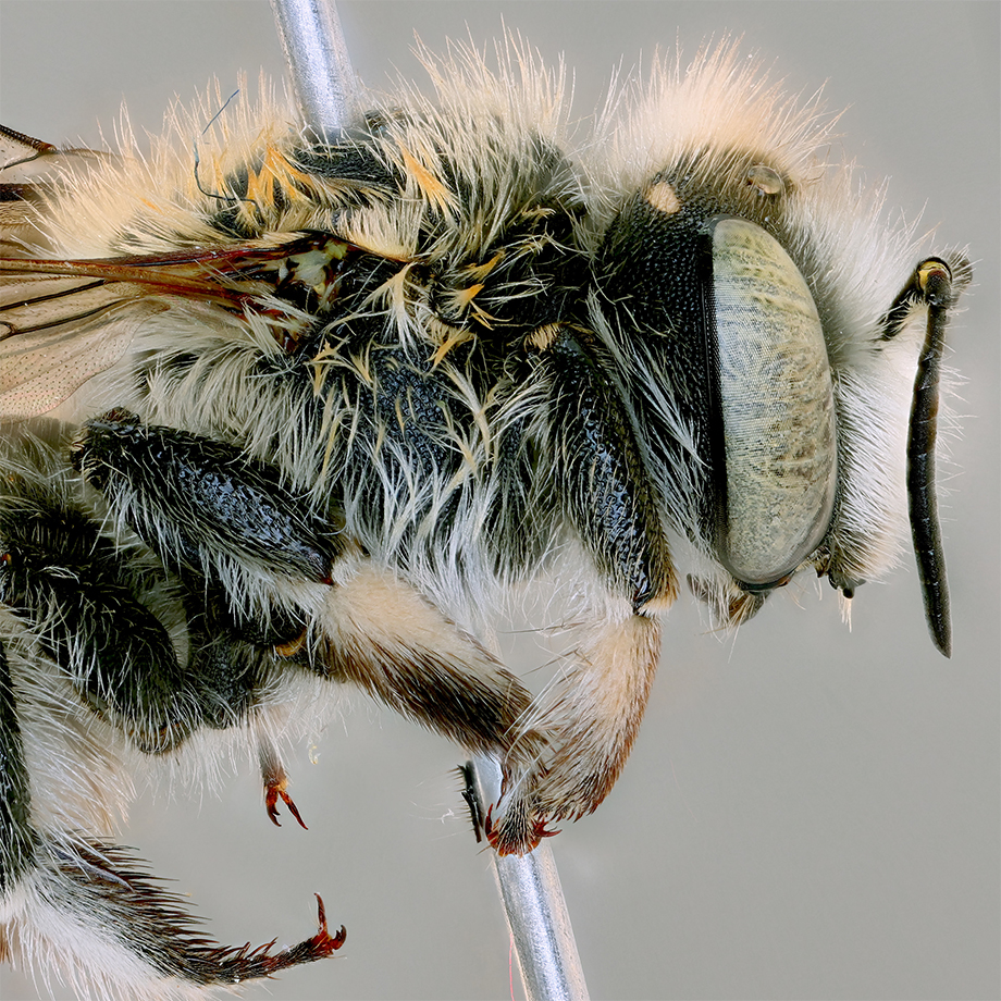 Anthidium palliventre bee
