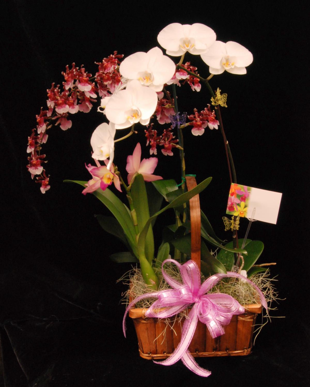 Last shipping day for Holiday Orchid gift baskets ! (to arrive by Xmas
