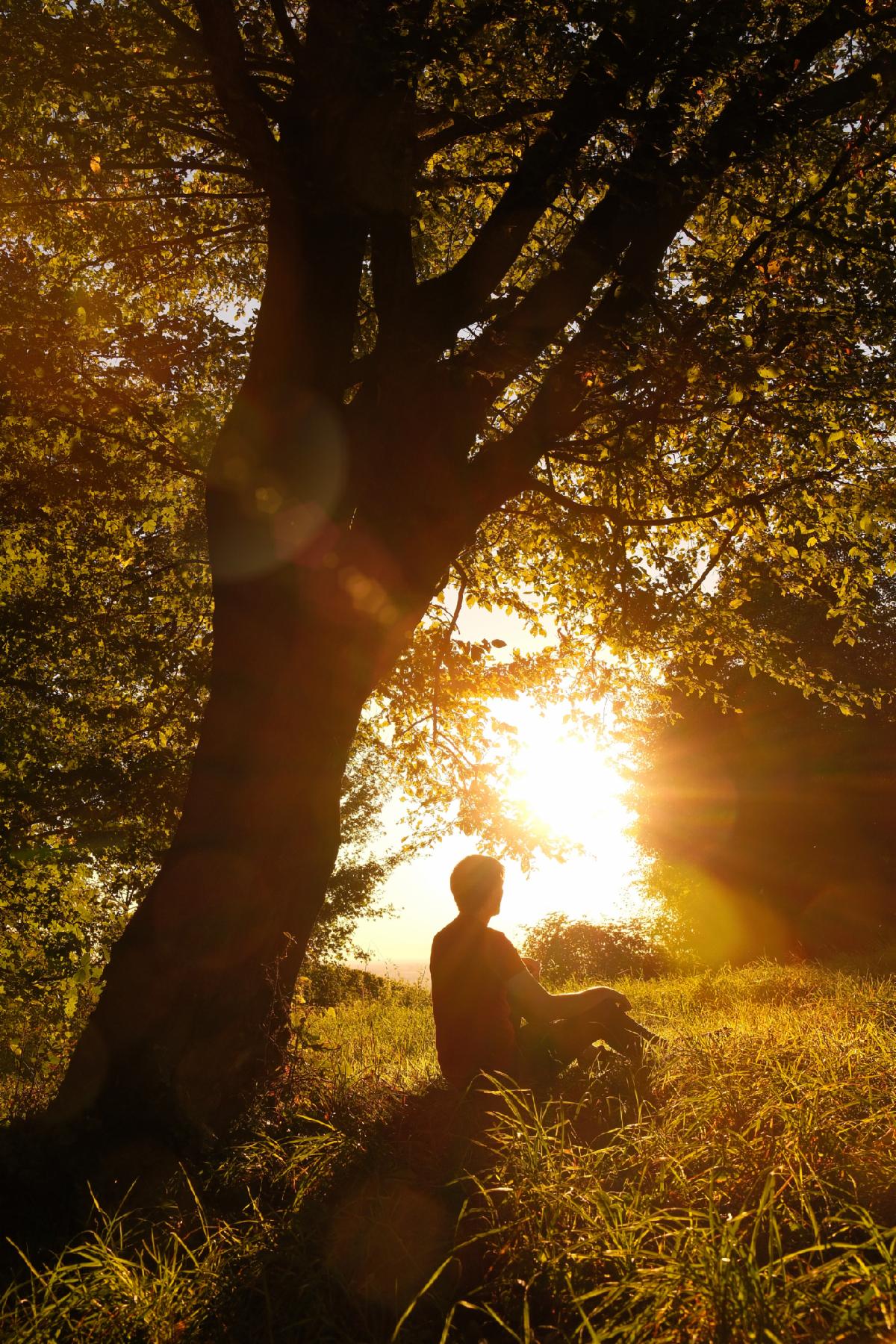Man sitting on a meadow under a tree and enjoying nature with the low sun shining bright and warm behind him