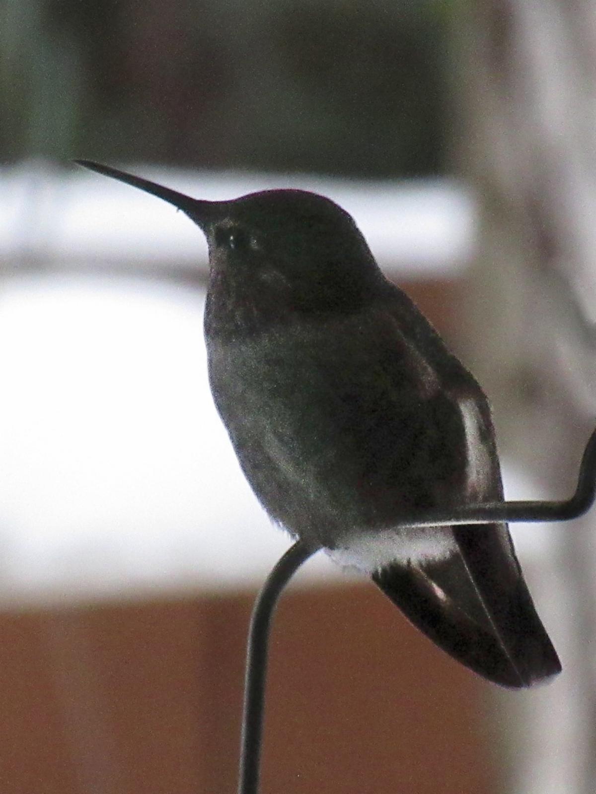hummingbird in snow