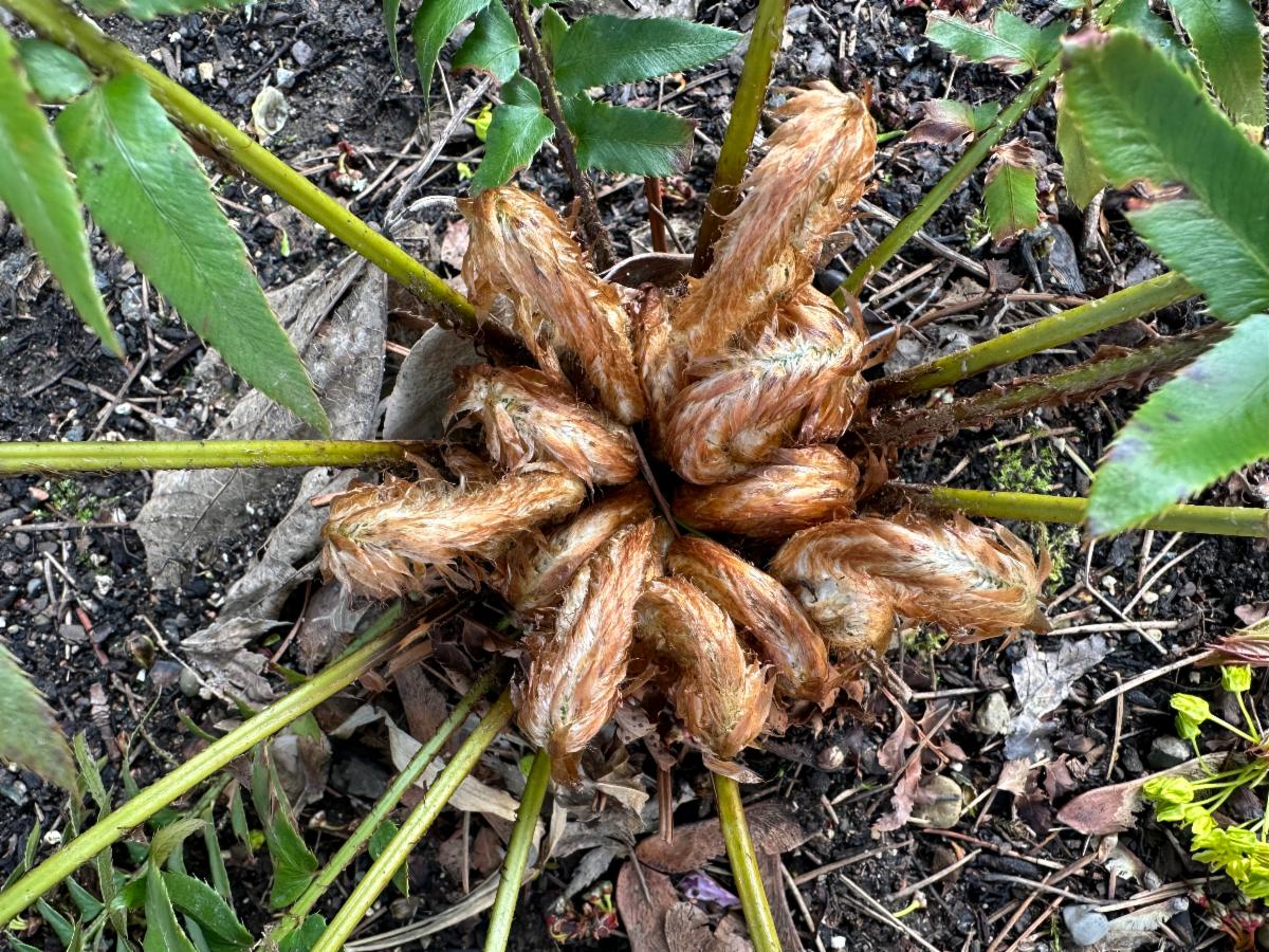 fern unfolding